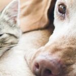 Newport Center Animal Hospital & Pet Hotel Suites