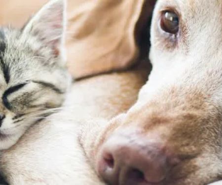 Newport Center Animal Hospital & Pet Hotel Suites