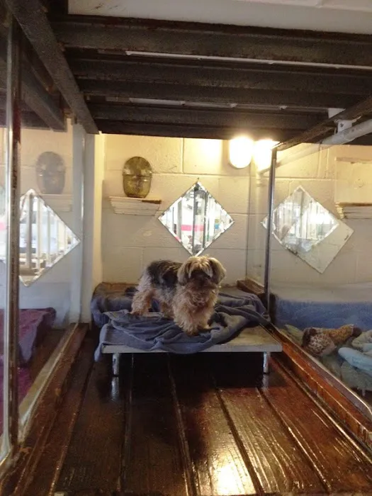 Newport Center Animal Hospital & Pet Hotel Suites Picture 7