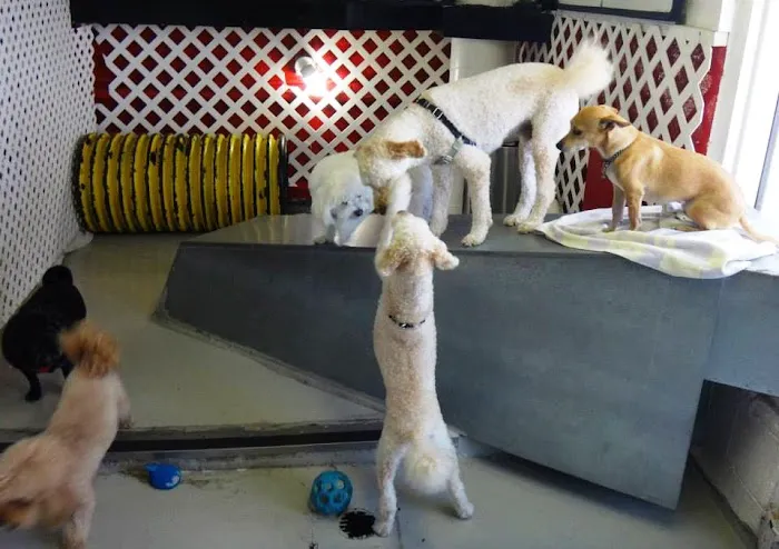 Newport Center Animal Hospital & Pet Hotel Suites Picture 3