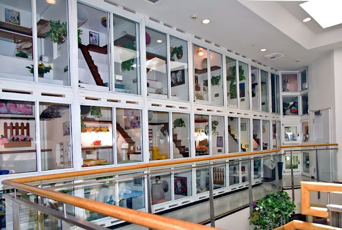 Newport Center Animal Hospital & Pet Hotel Suites Picture 10