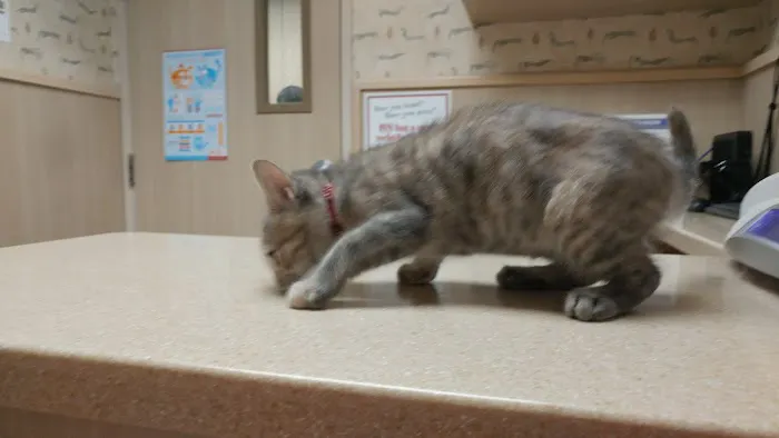 VCA Irvine North Park Animal Hospital Picture 4