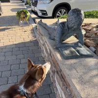 Culver Pet Clinic ico