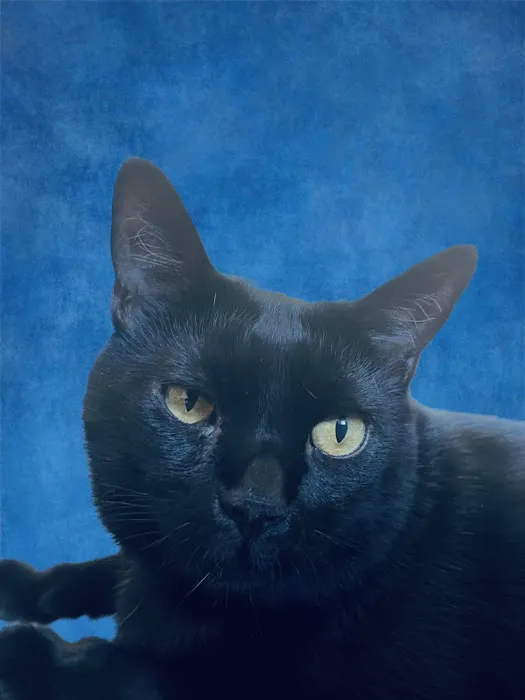 Sora Animal Hospital Picture 2