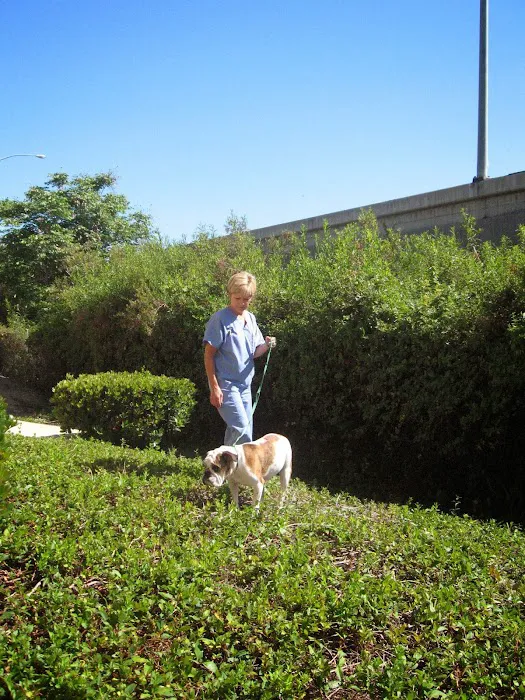 Animal Hospital of Irvine Picture 1