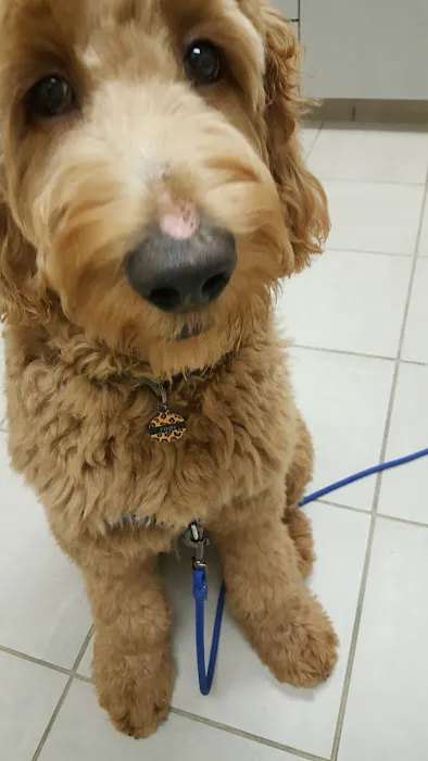 Animal Hospital of Irvine Picture 5