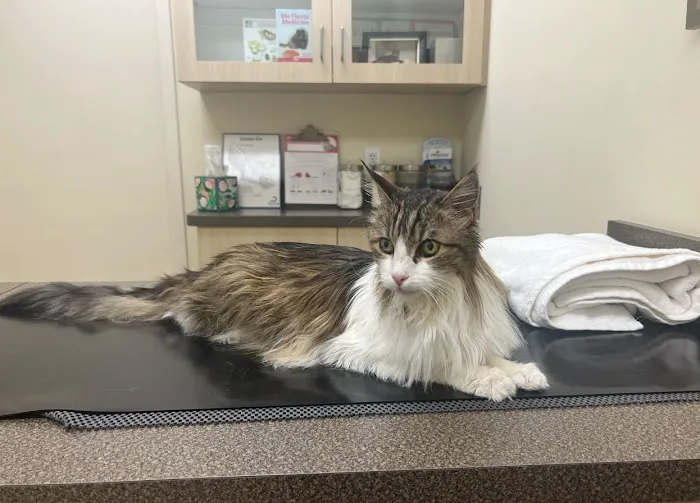 Animal Hospital of Irvine Picture 3