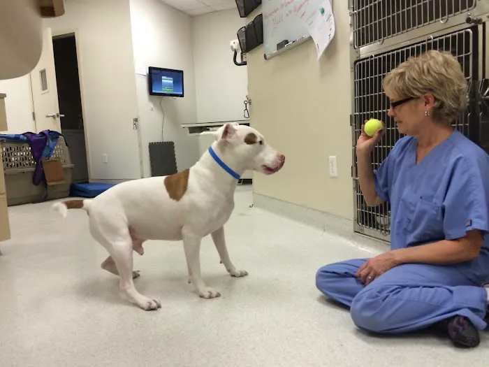 Animal Hospital of Irvine Picture 9