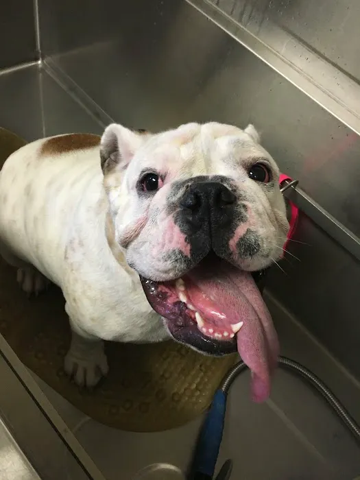 Animal Hospital of Irvine Picture 8