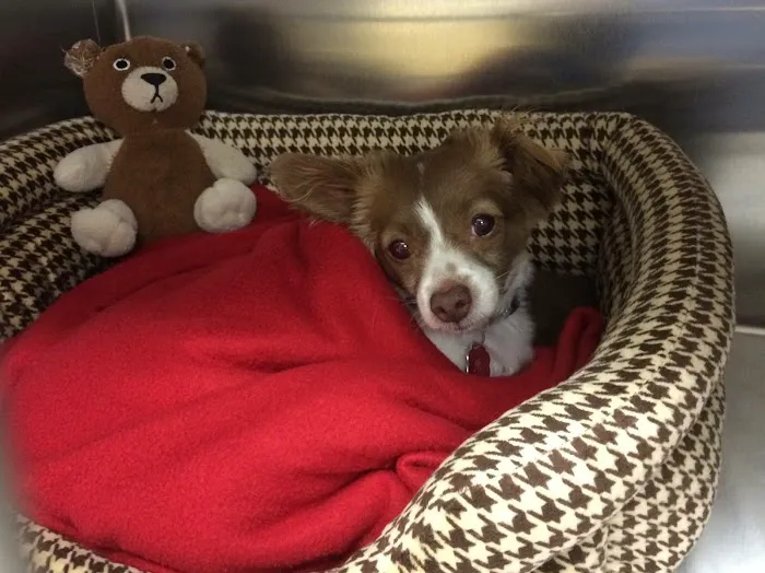 Animal Hospital of Irvine Picture 6