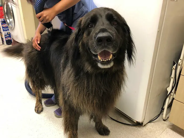 Animal Hospital of Irvine Picture 7