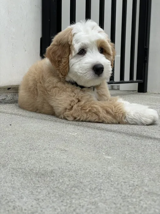 Newport Animal Hospital Picture 4