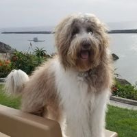 Corona del Mar Animal Hospital, A Thrive Pet Healthcare Partner ico