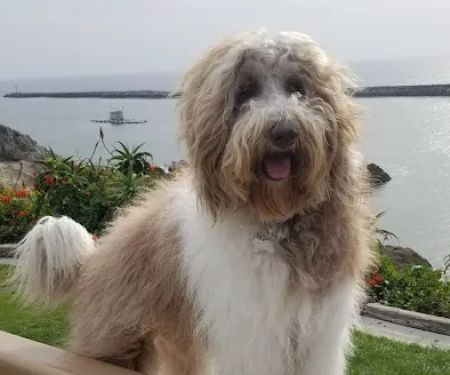 Corona del Mar Animal Hospital, A Thrive Pet Healthcare Partner