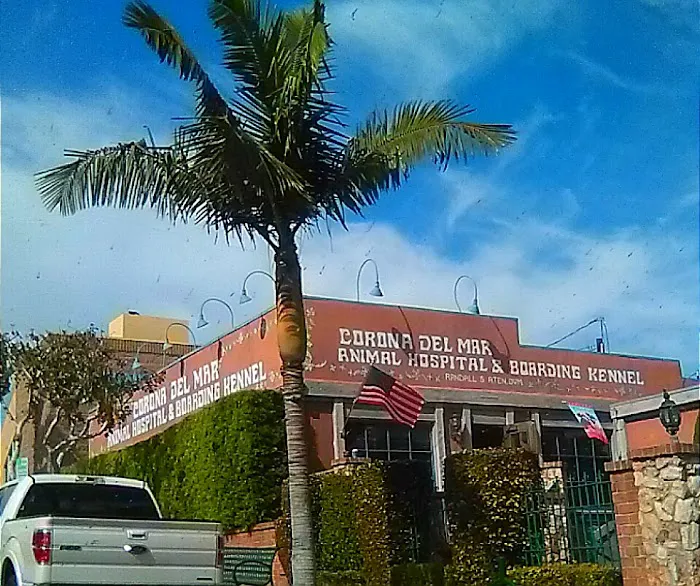 Corona del Mar Animal Hospital, A Thrive Pet Healthcare Partner Picture 3