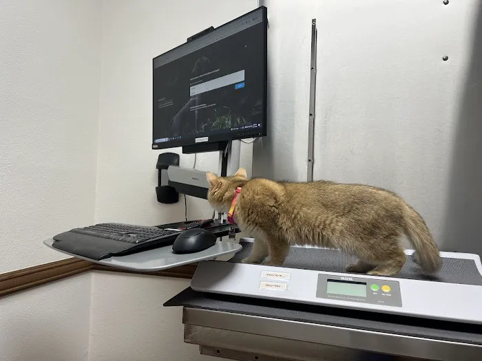 Corona del Mar Animal Hospital, A Thrive Pet Healthcare Partner Picture 2