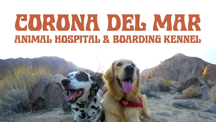 Corona del Mar Animal Hospital, A Thrive Pet Healthcare Partner Picture 5