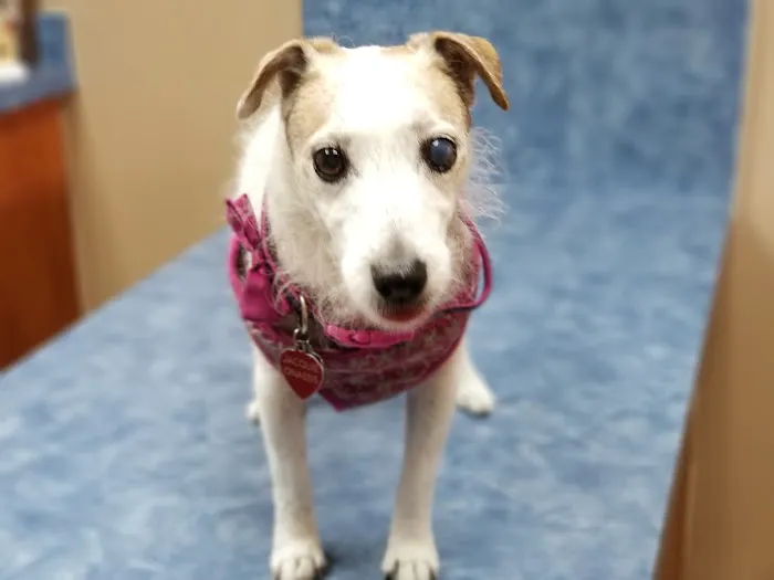 Irvine Pet Hospital Picture 5