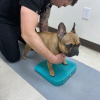 Irvine Valley Veterinary Hospital ico
