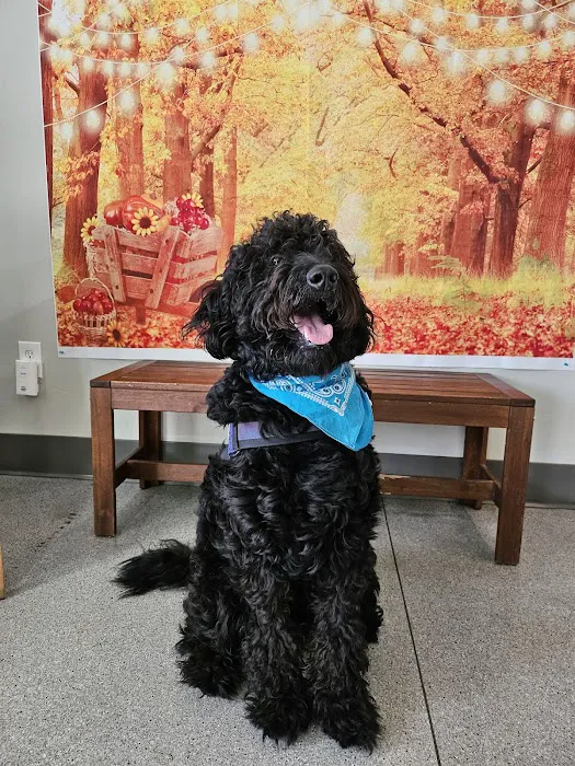 Irvine Valley Veterinary Hospital Picture 2