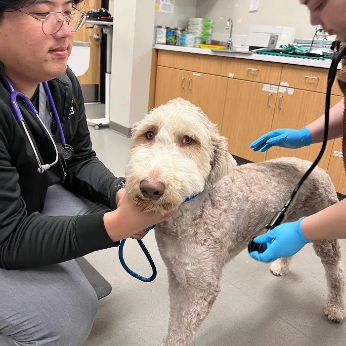 Irvine Valley Veterinary Hospital Picture 9