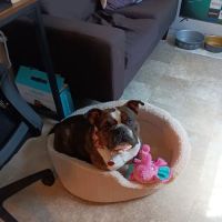 Banfield Pet Hospital ico