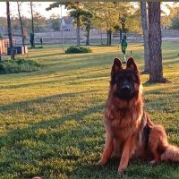 Tender Paws Animal Hospital: Ree Joan DVM ico