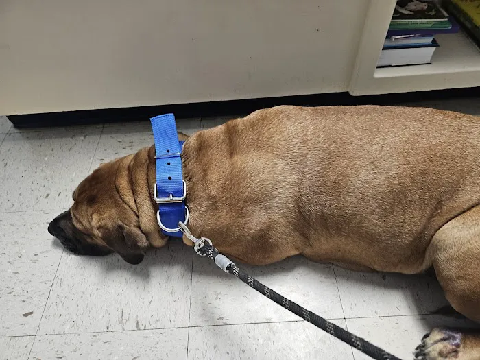 Tender Paws Animal Hospital Picture 1