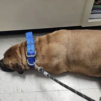 Tender Paws Animal Hospital ico