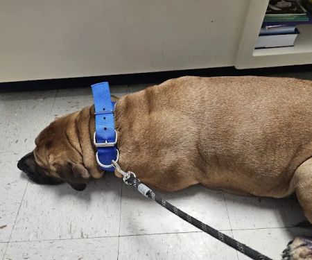 Tender Paws Animal Hospital