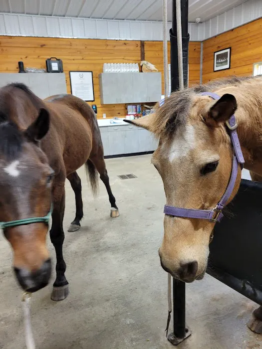 Lone Star Equine Sports Medicine Picture 1