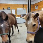 Lone Star Equine Sports Medicine
