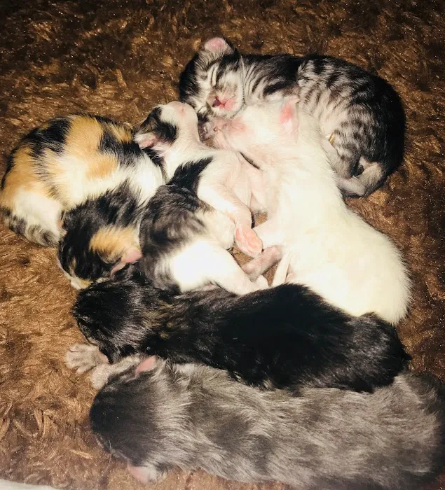 Procurl Harem Picture 4