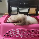Paws To Claws Veterinary Care | Magnolia TX