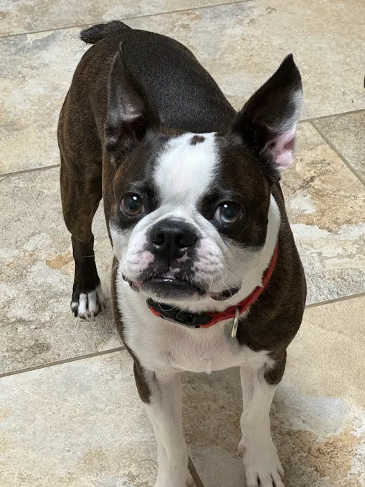 Paws To Claws Veterinary Care | Magnolia TX Picture 4