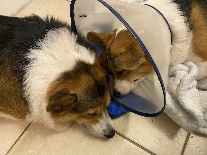 Magnolia Animal Clinic Picture 1