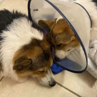 Magnolia Animal Clinic ico