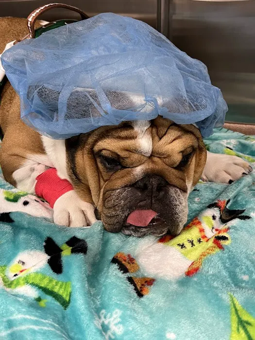 Magnolia Animal Clinic Picture 6