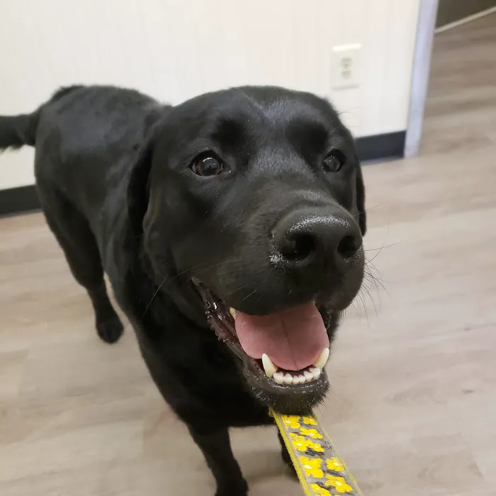 Auburn Pet Clinic Picture 5