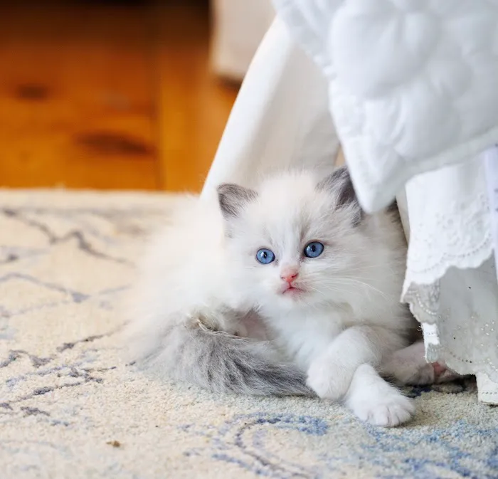 Sugarplum Ragdolls Picture 3