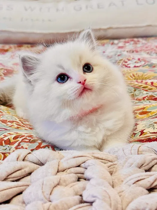 Sugarplum Ragdolls Picture 4