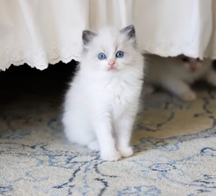 Sugarplum Ragdolls Picture 5