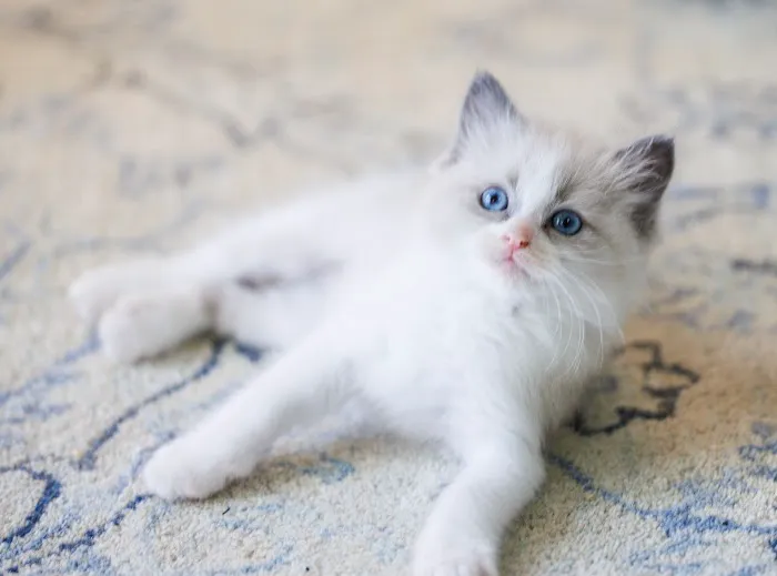 Sugarplum Ragdolls Picture 1