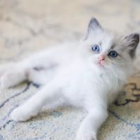 Sugarplum Ragdolls ico