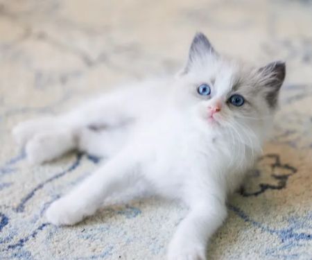 Sugarplum Ragdolls