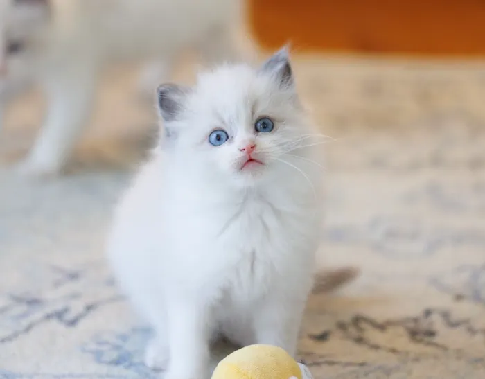 Sugarplum Ragdolls Picture 2