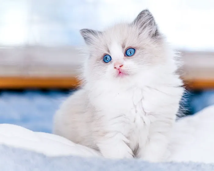 Sugarplum Ragdolls Picture 7
