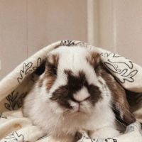 Companion Veterinary Clinic ico