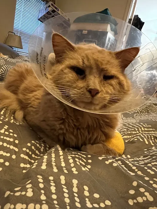 Companion Veterinary Clinic Picture 6