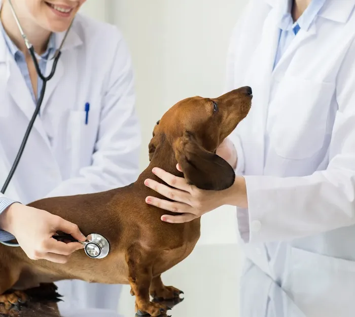 Companion Veterinary Clinic Picture 10